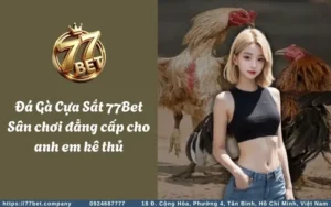 da ga cua sat 77bet san choi dang cap cho anh em ke thu